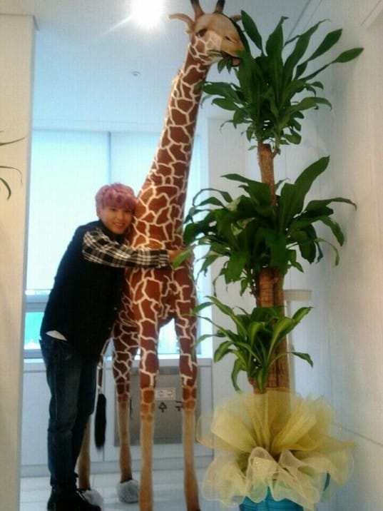Рёуку из Super Junior подарили жирафа?