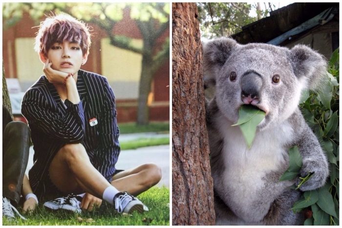Почему нетизены считают, что Ви из группы BTS является реинкарнацией коалы