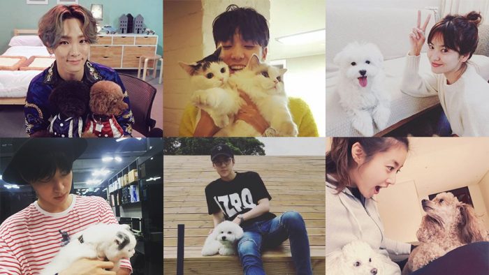 16 корейских звезд, которые любят показывать любовь к своим домашним животным в Instagram