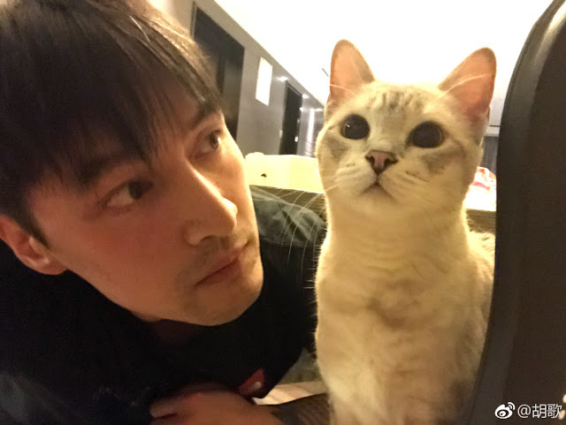 Ху Гэ выложил забавный пост со своей кошкой