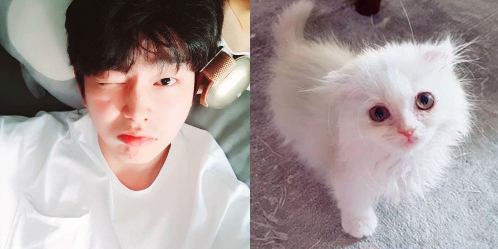 Купленный актером Юн Гюн Саном котенок стал причиной ненависти нетизенов