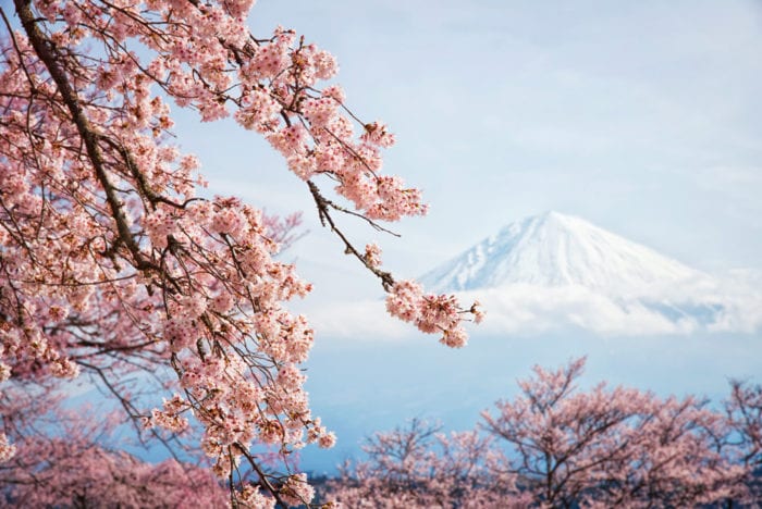 Фестиваль "Ханами" или наблюдение за цветением сакуры в Японии