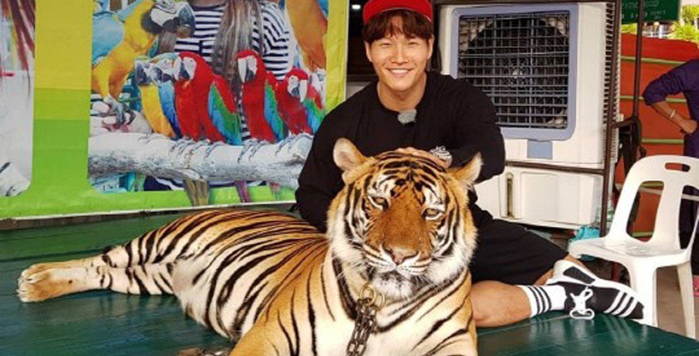 "Тигр" Ким Джон Кук и его встреча с настоящим тигром в Таиланде