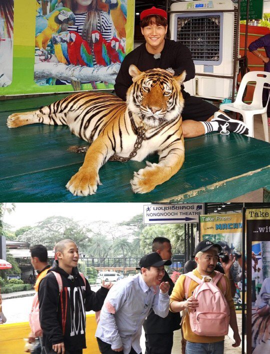 "Тигр" Ким Джон Кук и его встреча с настоящим тигром в Таиланде