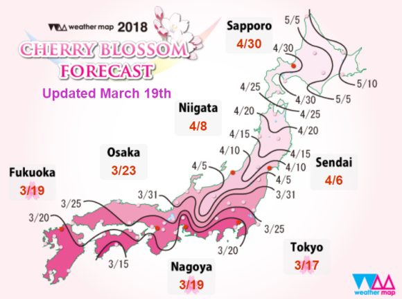 Фестиваль "Ханами" или наблюдение за цветением сакуры в Японии