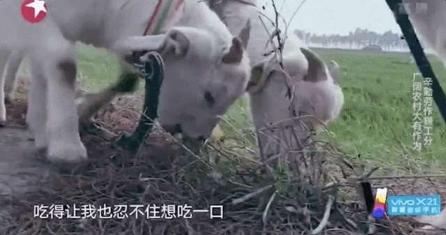Лэй из EXO ест траву и получает поцелуй от козы в первом выпуске Go Fighting!