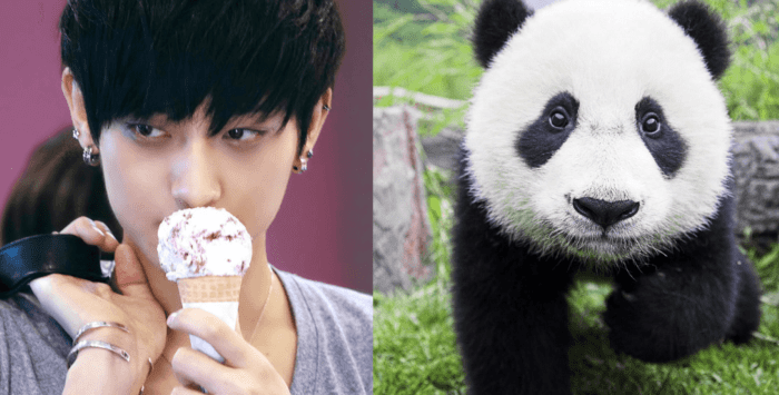 17 корейских знаменитостей, у которых есть восхитительные животные-доппельгангеры