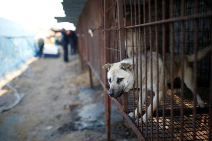 Защитники прав животных поддержали действия властей по запрету собачьих ферм в Корее