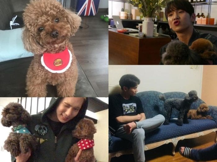 K-pop айдолы, сделавшие своих питомцев знаменитыми, создав им отдельные аккаунты в Instagram