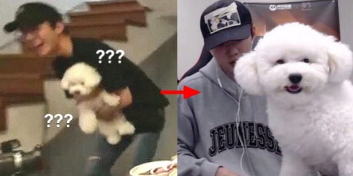 Сехун из EXO откормил своего щенка до размеров барашка