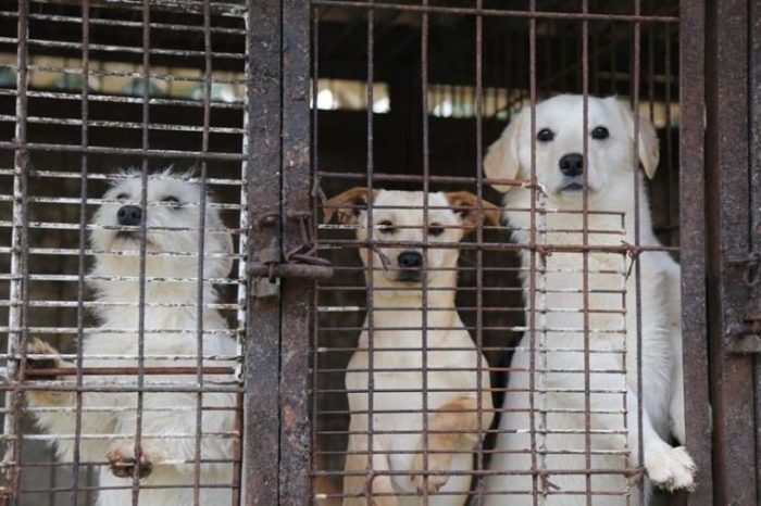 Ким Бейсингер поддержит протестующих против убийства собак и кошек в Сеуле