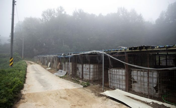 Волонтёры HSI закрыли ферму по производству собачьего мяса