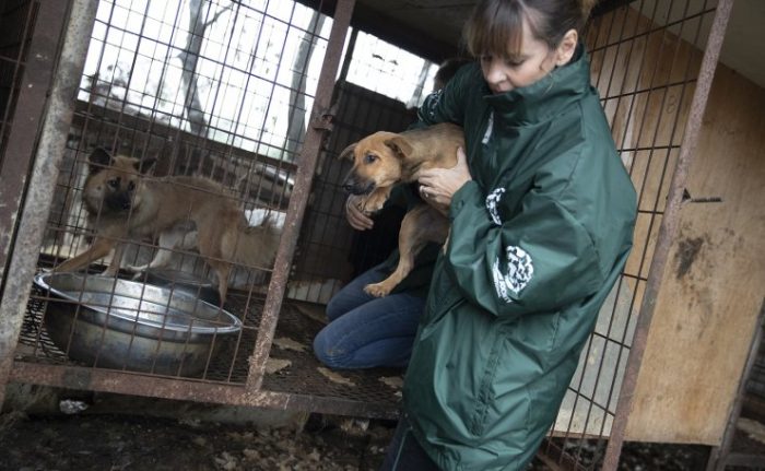 Волонтёры HSI закрыли ферму по производству собачьего мяса