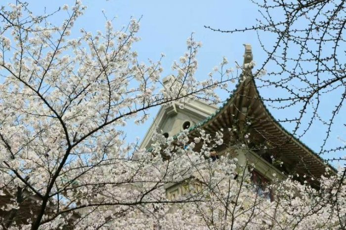 Университет Уханя организовал прямые трансляции с мест цветения сакуры