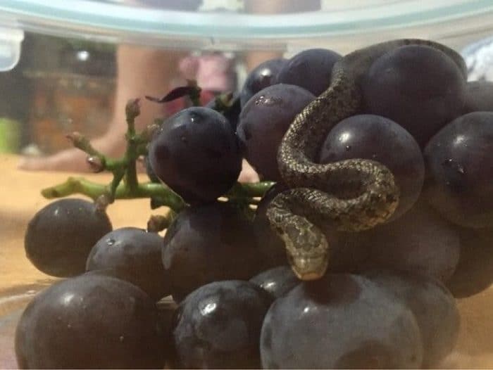 Пост про опасную находку в винограде стал вирусным