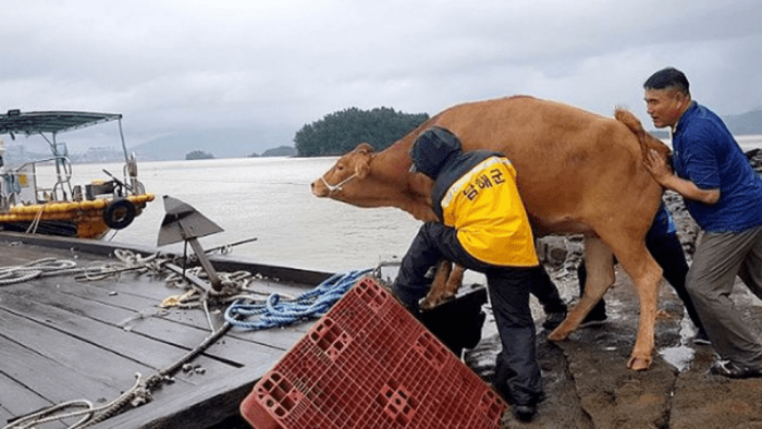 Корова проплыла 67 км через Южное море к необитаемому острову во время наводнения