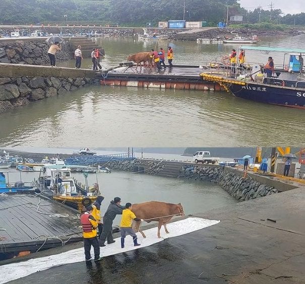 Корова проплыла 67 км через Южное море к необитаемому острову во время наводнения