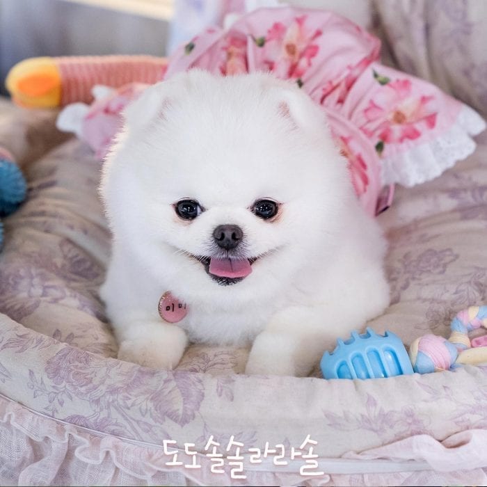 Милая собачка Мими из дорамы "ДоДоСольСольЛяляСоль" стала главным "героем" корейских телезрителей