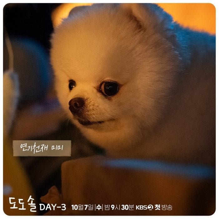 Милая собачка Мими из дорамы "ДоДоСольСольЛяляСоль" стала главным "героем" корейских телезрителей