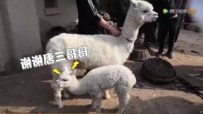 Сяо Чжань хорошо поладил с животными на съемочной площадке "Боевого континента"