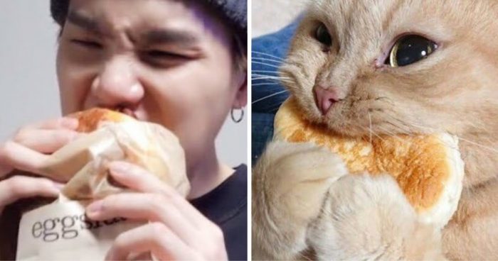 20+ мемов с Шугой из BTS и очень похожими на него котами
