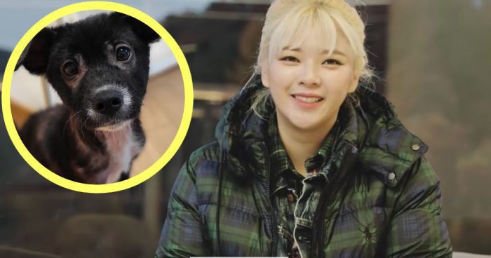 Чонён (TWICE) завела Instagram-аккаунт для щенка, чтобы помочь ему найти новый дом