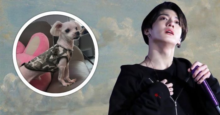 Скончалась собака Чонгука из BTS, Гурым - АРМИ выражают свои искренние соболезнования