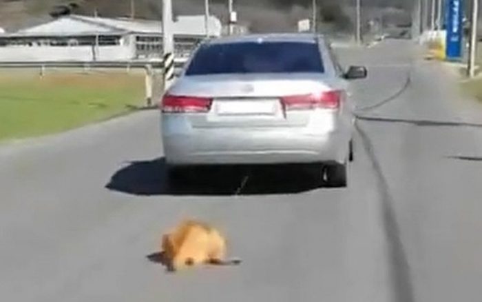 Мужчина привязал свою собаку к автомобилю, чтобы не пачкать салон