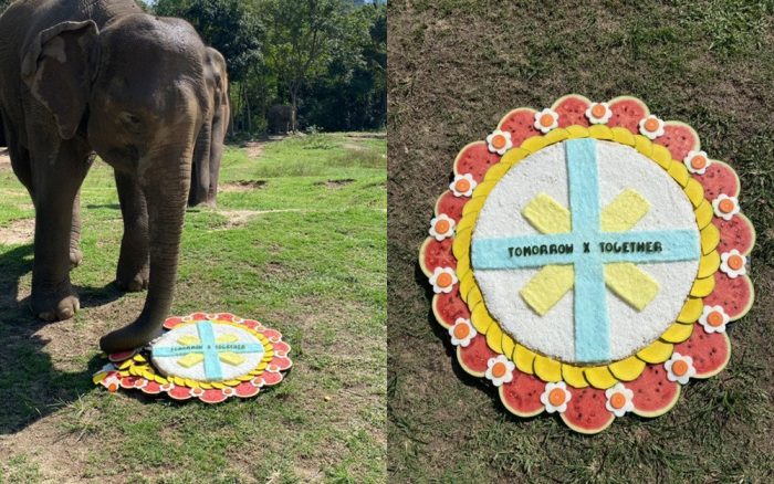 Зарубежные фанаты айдолов делают пожертвования в приюты для слонов, и тем дарят торты с названиями айдол-групп