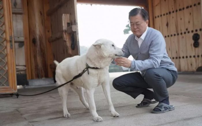 Судьба собак, подаренных президенту Мун Джэ Ину северокорейским лидером Ким Чен Ыном, решена