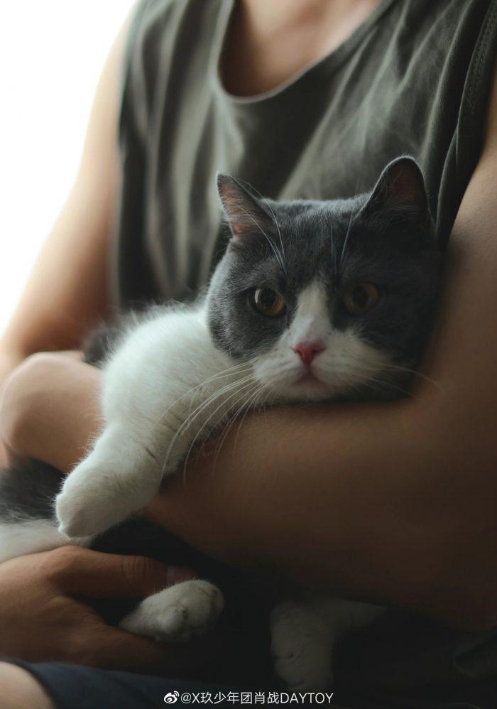 Нетизенов умилили новые фото Сяо Чжаня с кошкой