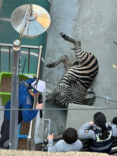 Зоопарк рассказал грустную историю сбежавшей зебры Серо