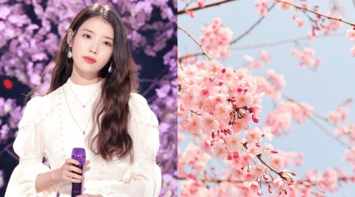 Цветы и птичьи трели: идеальный k-pop плейлист в честь начала весны