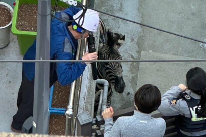 Зебра сбежала из зоопарка в Сеуле