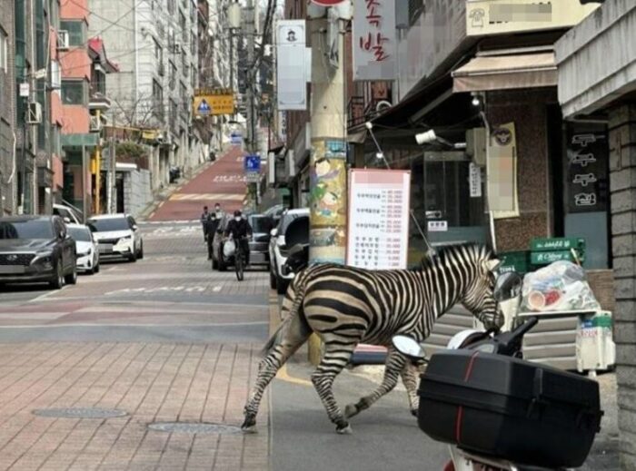 Зебра сбежала из зоопарка в Сеуле