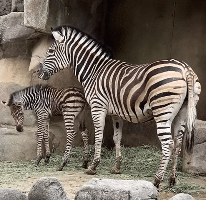 Буллинг в царстве животных: зебра Серо сбежал из-за нападений кенгуру?