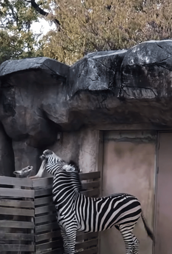 Буллинг в царстве животных: зебра Серо сбежал из-за нападений кенгуру?