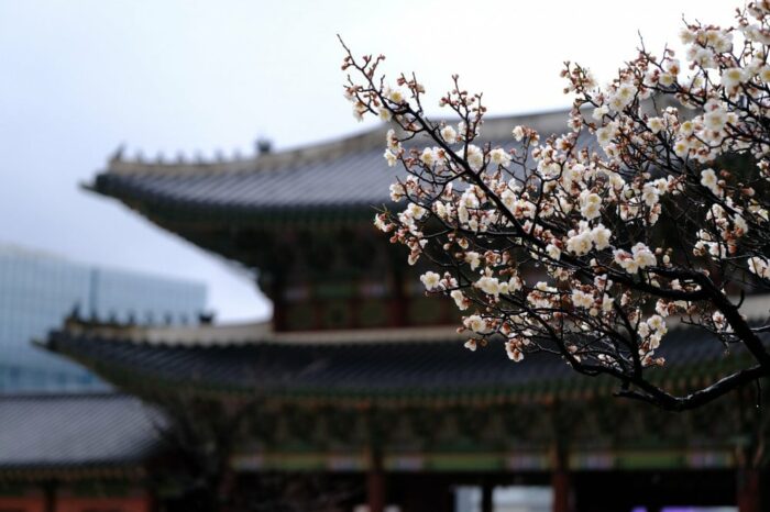 Откройте для себя волшебство весны в Корее: 7 живописных мест, которые нельзя пропустить