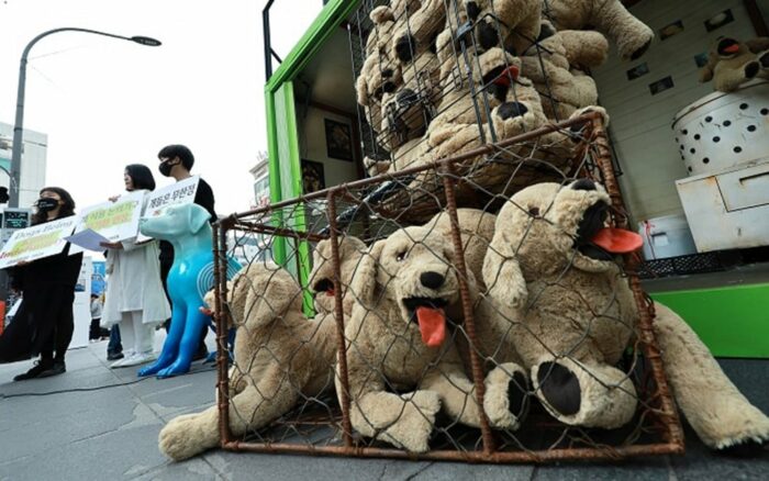 Южнокорейские законодатели предложили законопроект о прекращении употребления мяса собак и кошек