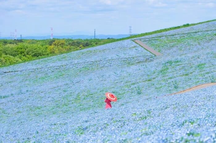 Весенние краски цветущей Японии