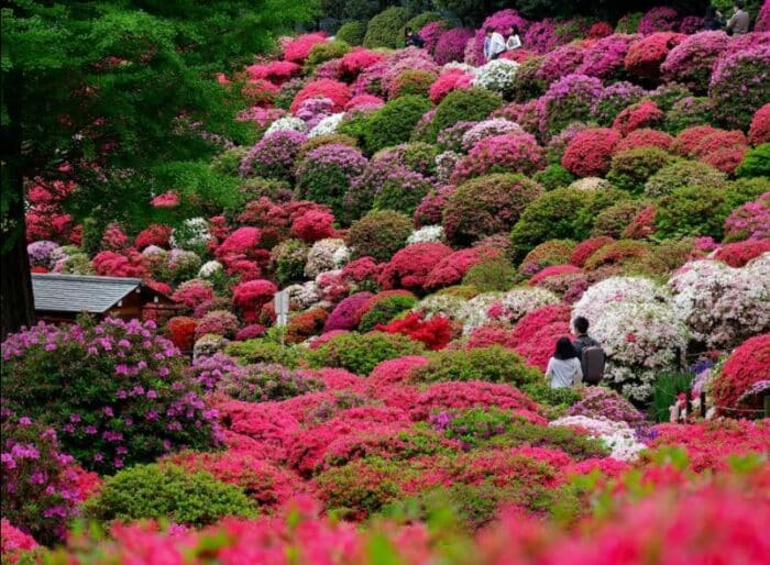 Весенние краски цветущей Японии