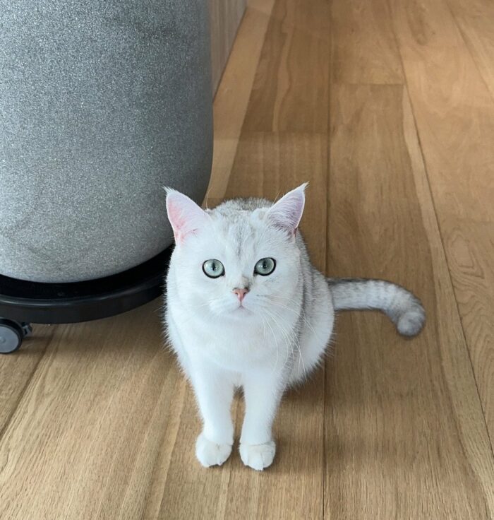 В Твиттер-аккаунте SHINee продолжается официальный обратный отсчет до возвращения Тэмина из армии с новыми фотографиями, включая нового кота