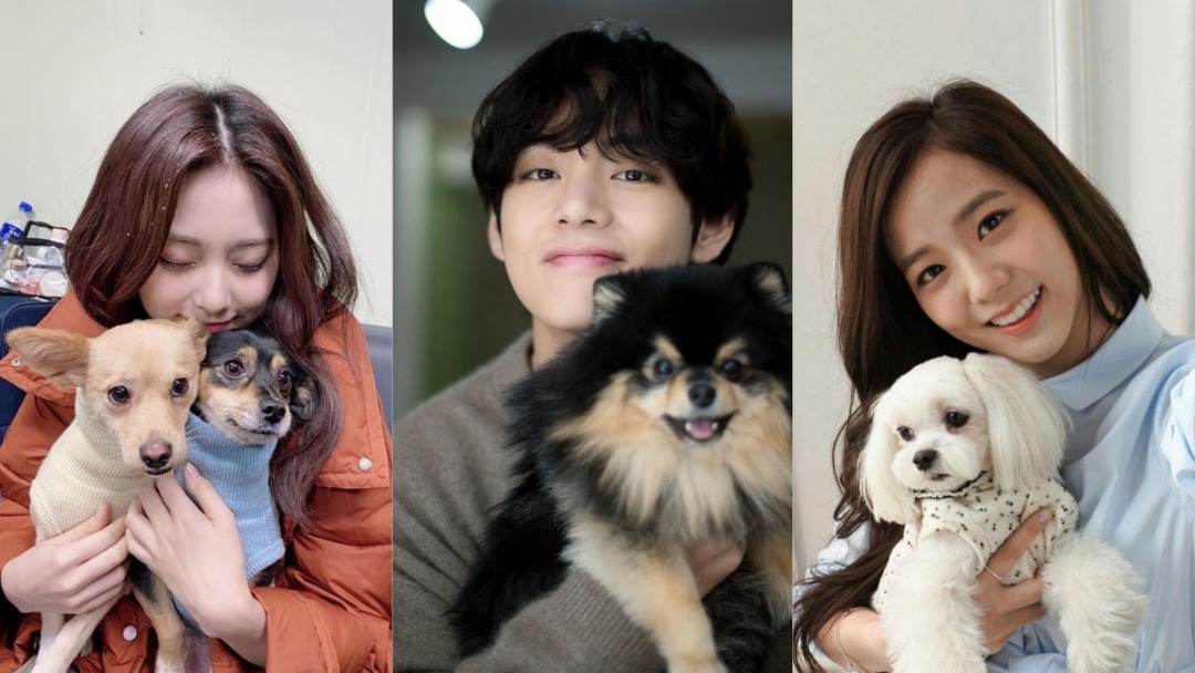 Любители собак: 7 K-pop айдолов, у который есть собаки