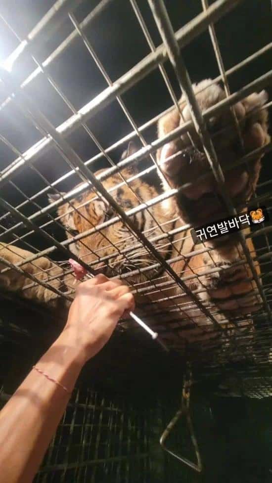 Хван Джон Ым раскритиковали за поход в зоопарк, где издеваются над животными