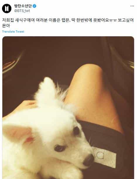 RM из BTS сообщил грустные новости: у артиста умерла собака