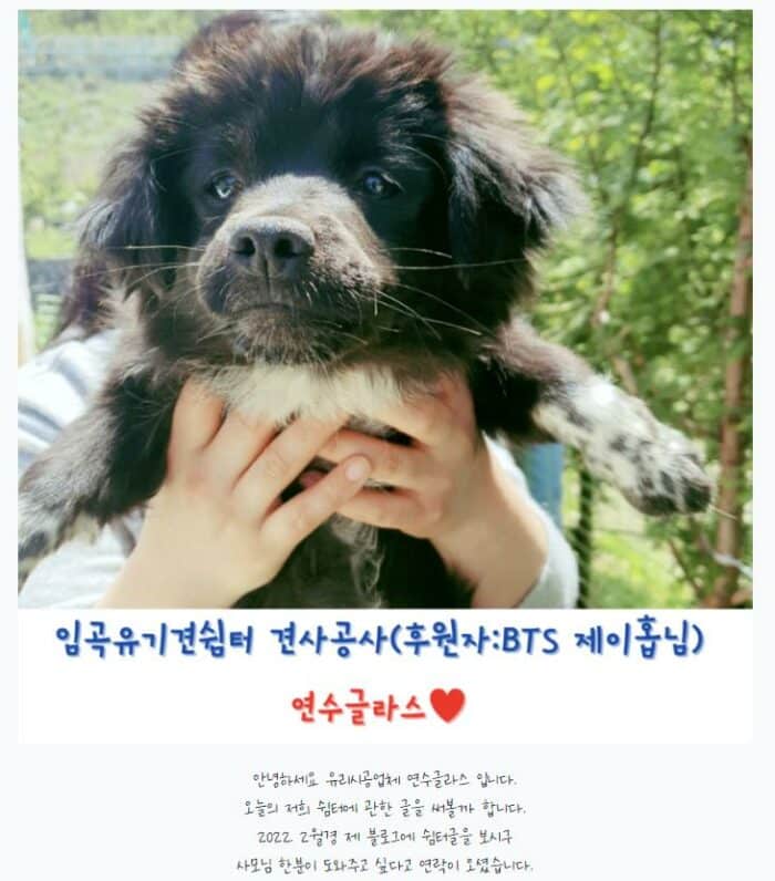 Джей-Хоуп из BTS будет помогать приюту для бездомных собак частыми пожертвованиями на корм и модернизацию построек
