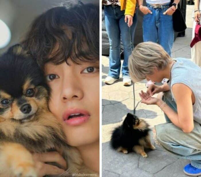 5 собак K-pop-айдолов, которые так же знамениты, как их звёздные «папы» и «мамы»