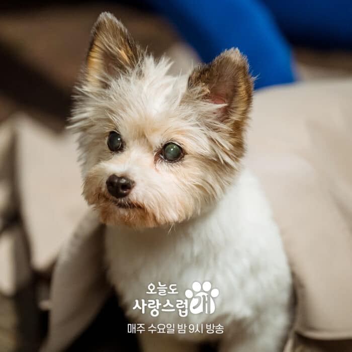 Дорама "Отличный день, чтобы стать собакой" поделилась закулисными фото с Ча Ыну, Пак Гю Ён и Ли Хён У
