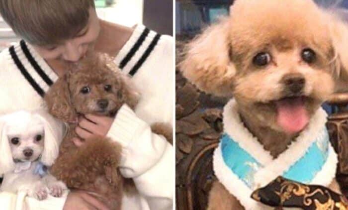 Тэмин из SHINee попрощался со своей собакой: "Я люблю тебя, Ева"