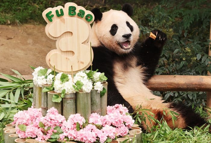 Любимица публики панда Фу Бао возвращается в Китай в апреле